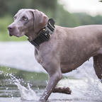 Tactical Dog Collar with Airtag Holder