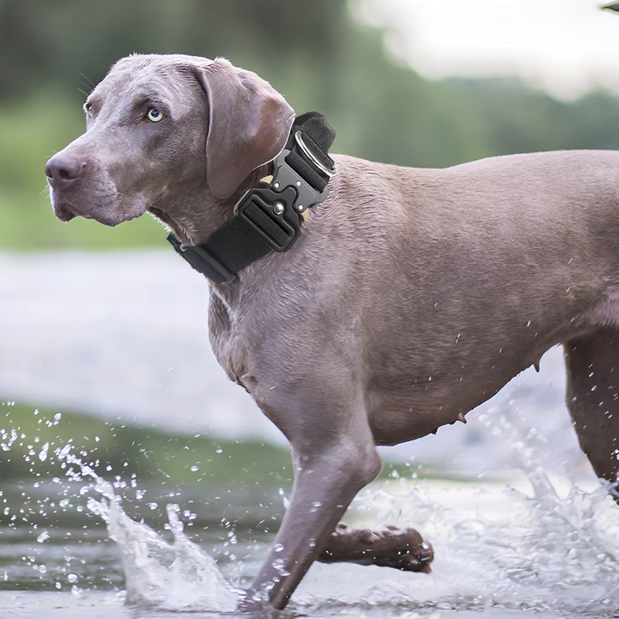 Tactical Dog Collar with Airtag Holder
